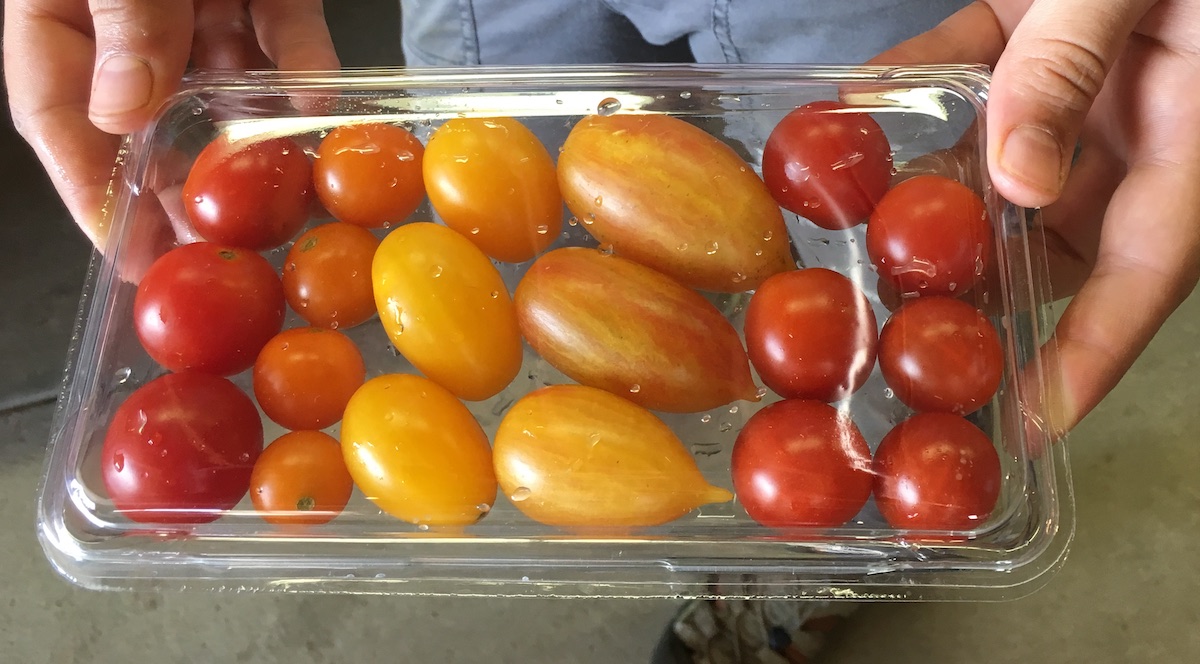 Organic Tomato picture